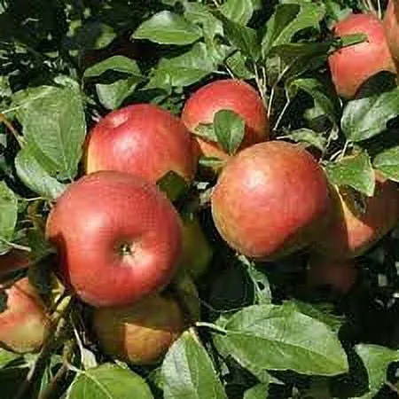 Fresh Gala Apple, Each