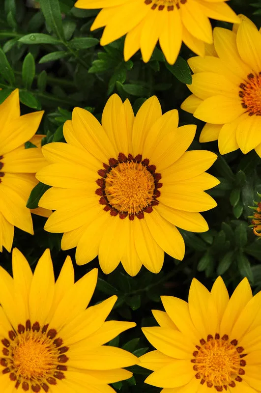 Gazania F1 New Day Bright Yellow Seeds