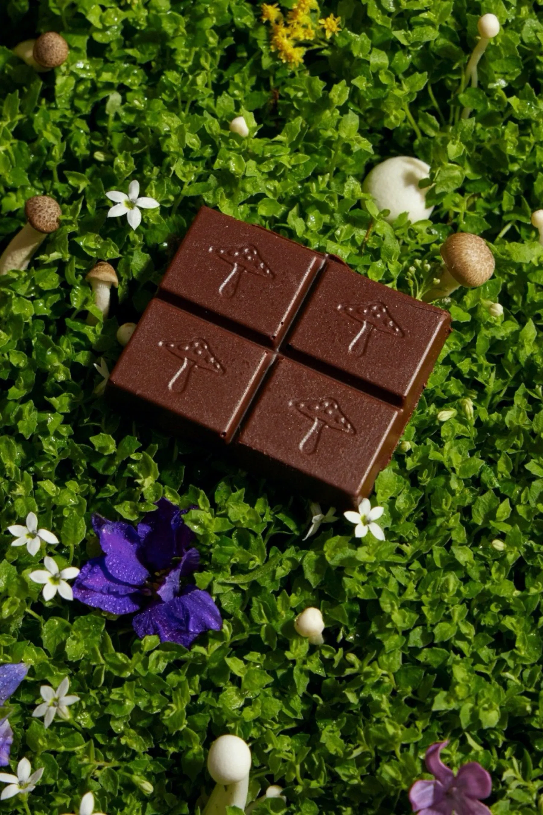 Nightcap Mushroom Chocolate