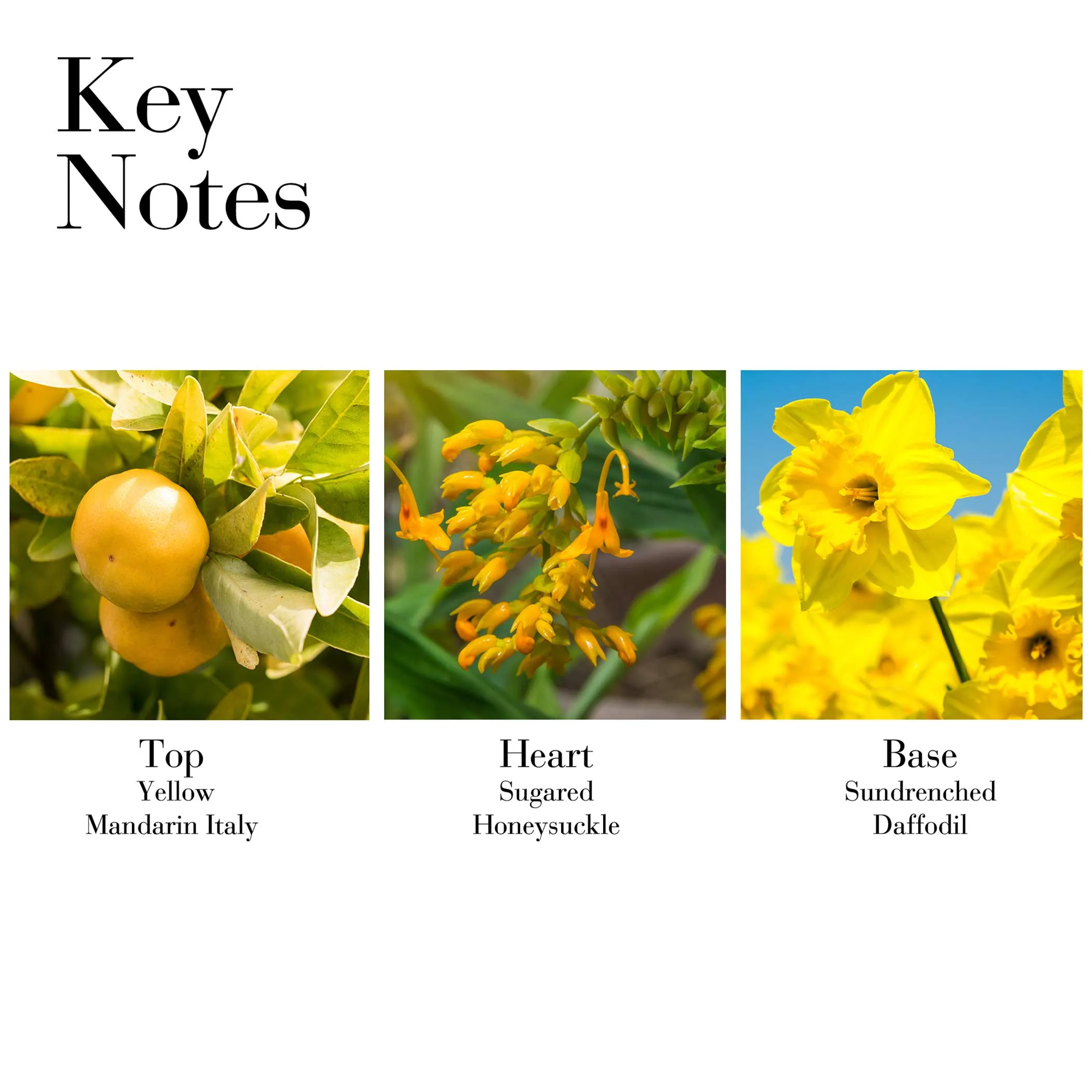 Sunflowers Sunrise Eau de Toilette Spray